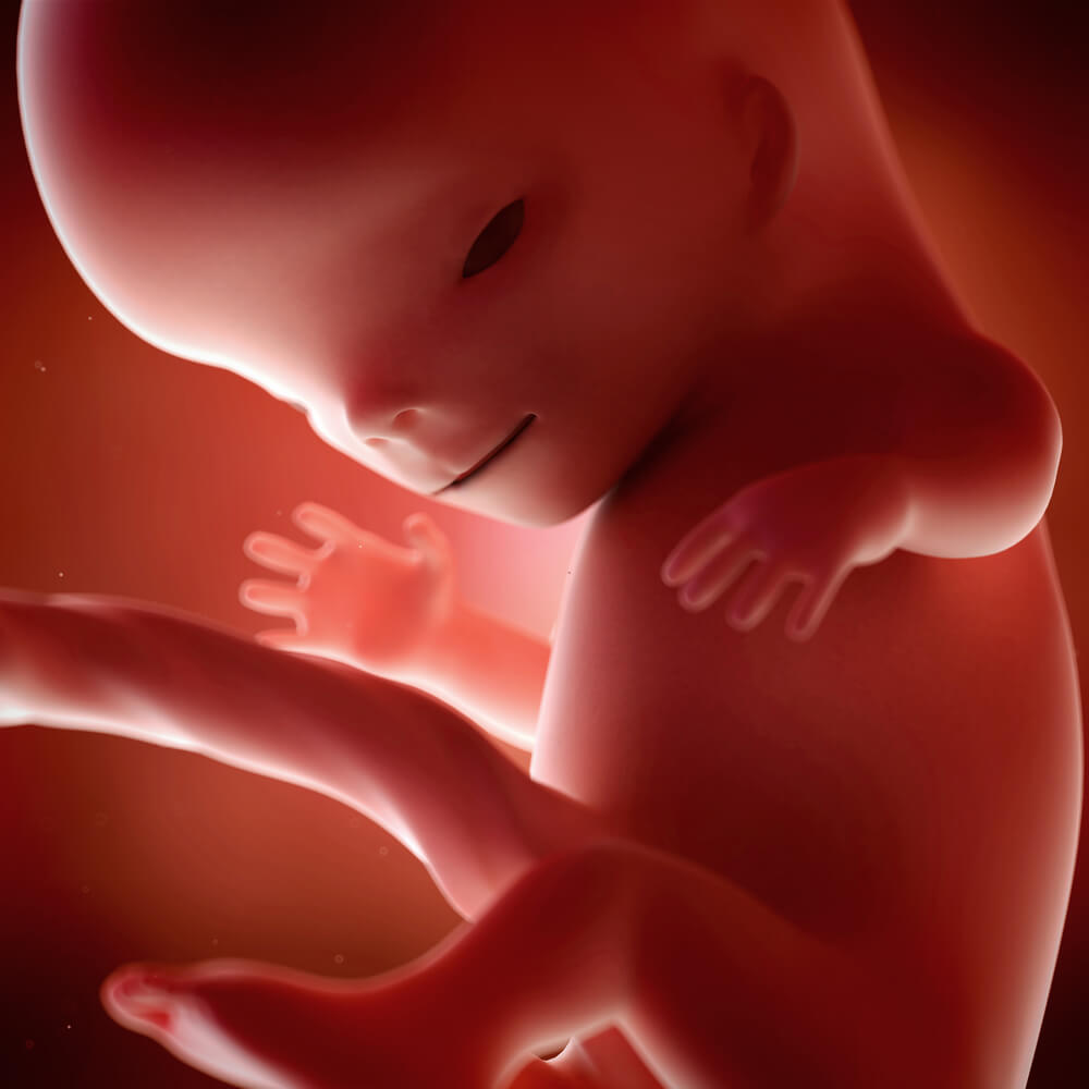 Bebê com 11 semanas de gravidez