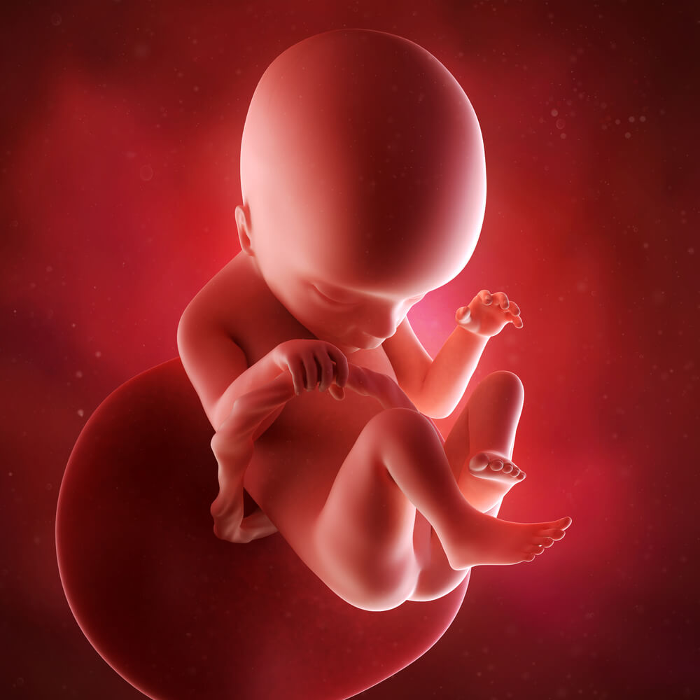 Seu bebê com 18 semanas de gravidez