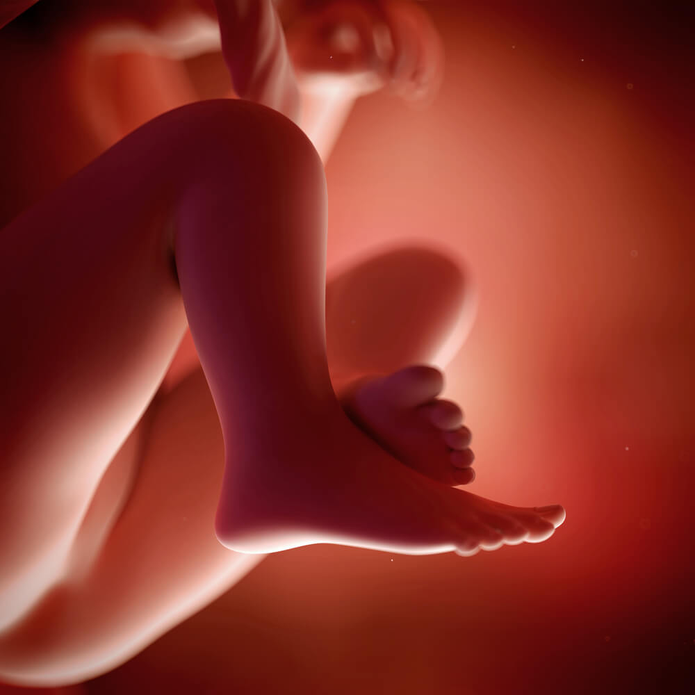 Bebê com 19 semanas de gravidez