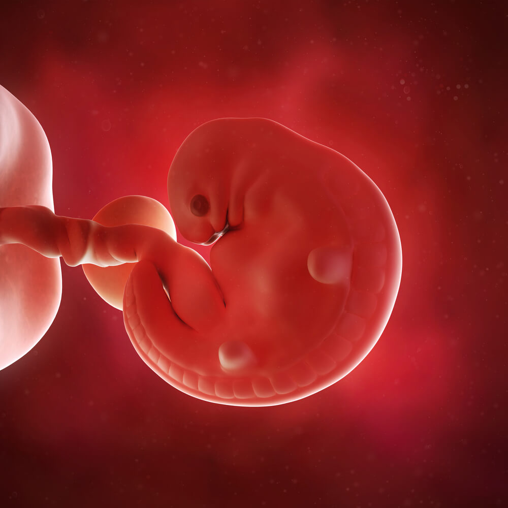 6 semanas de gravidez: como está o seu bebê?
